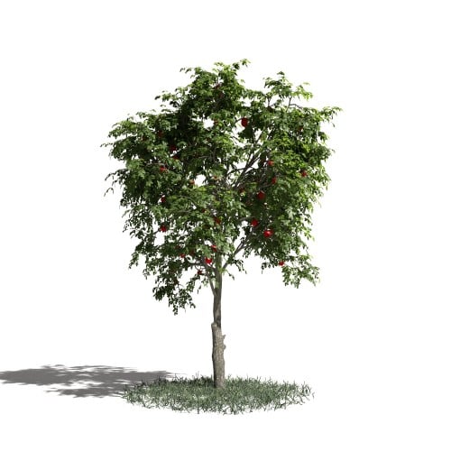 Tree 9 AM1 for Blender Archmodels