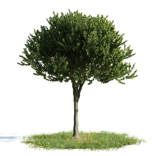 Tree 44 AM176 Archmodels