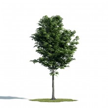 Tree 42 AM171 Archmodels