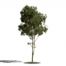 Tree 1 AM1 for Blender Archmodels