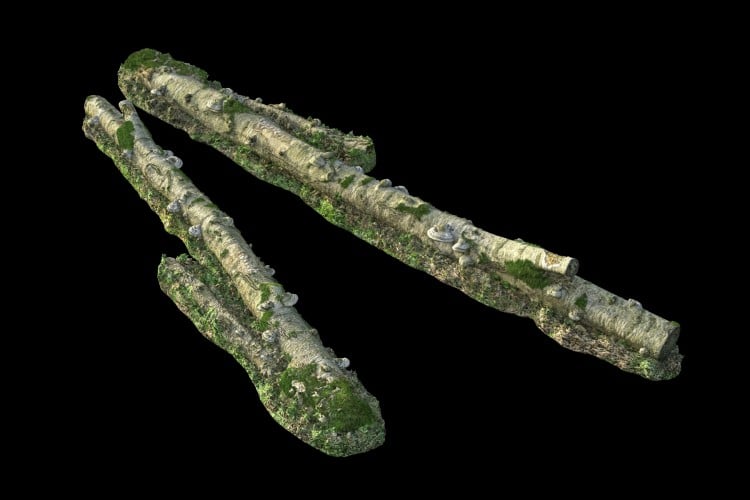 5 forest element