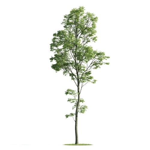 Tree 31 AM176 Archmodels