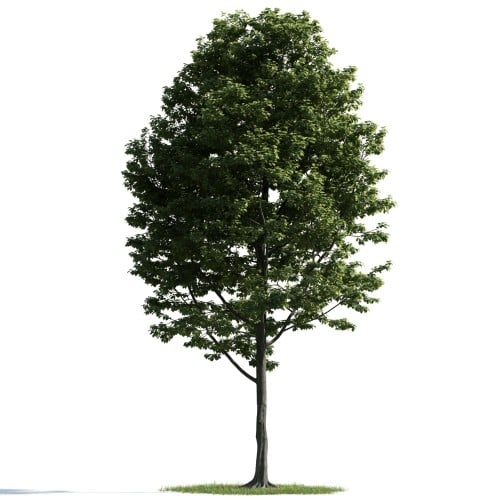 tree 42 AM163 Archmodels