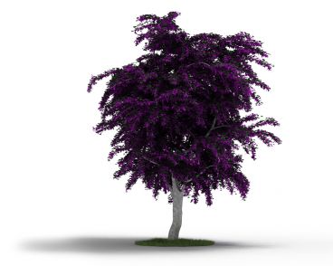 Plant 5 AM4 for Cinema4D Archmodels