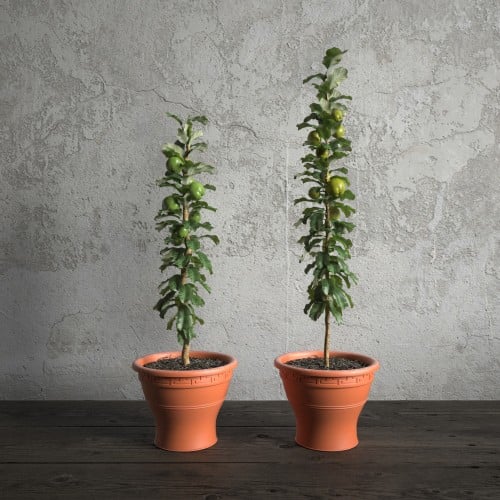 plant 49 AM173 Archmodels