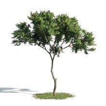 Tree 4 AM171 Archmodels