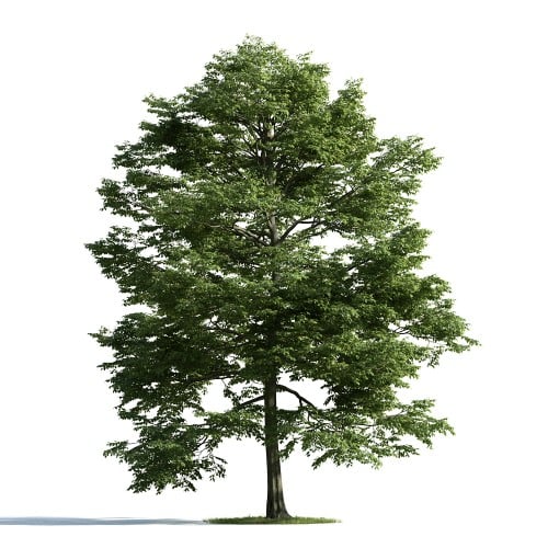 tree 12 AM163 Archmodels