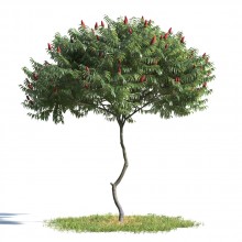 tree 1 AMC1