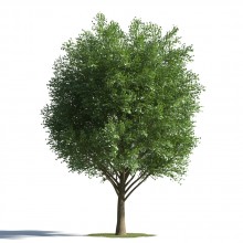 tree 49 AMC1