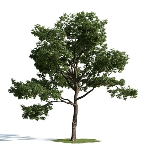 tree 50 AM163 Archmodels