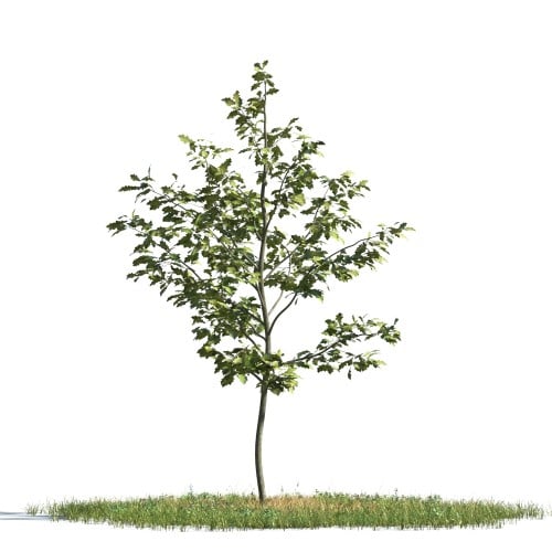 tree 82 AMC1