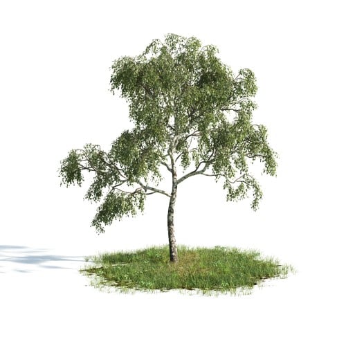 Tree 9 AM176 Archmodels