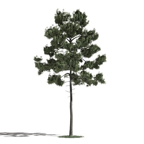 Tree 35 AM1 for Blender Archmodels
