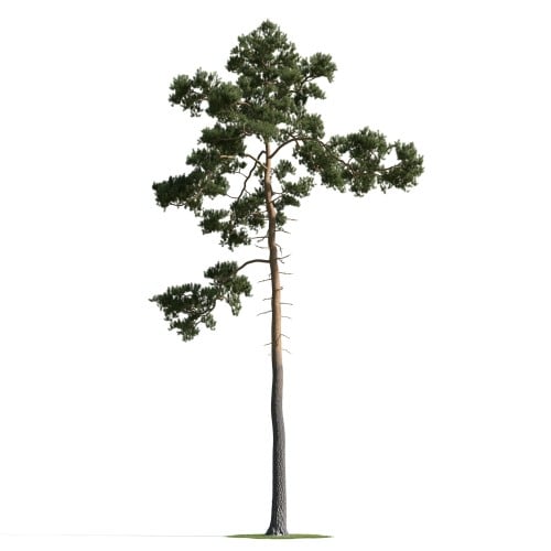 tree 44 AM163 Archmodels