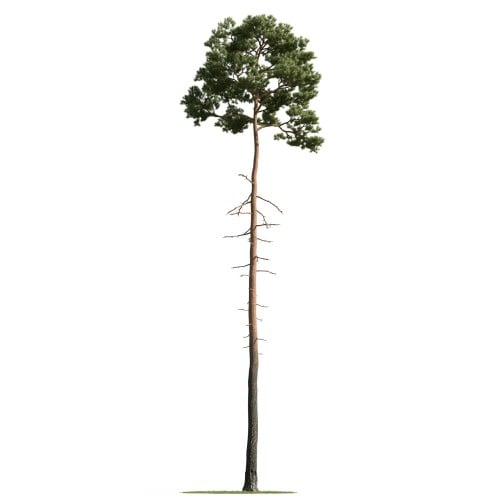 tree 36 AM163 Archmodels