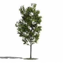 Tree 29 AM1 for Blender Archmodels