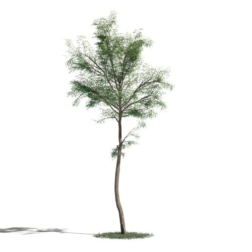 Tree 47 AM1 for Blender Archmodels