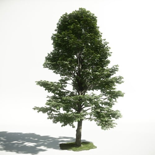 Tree 53 AM1 for CryEngine Archmodels