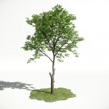 Tree 7 AM1 for CryEngine Archmodels