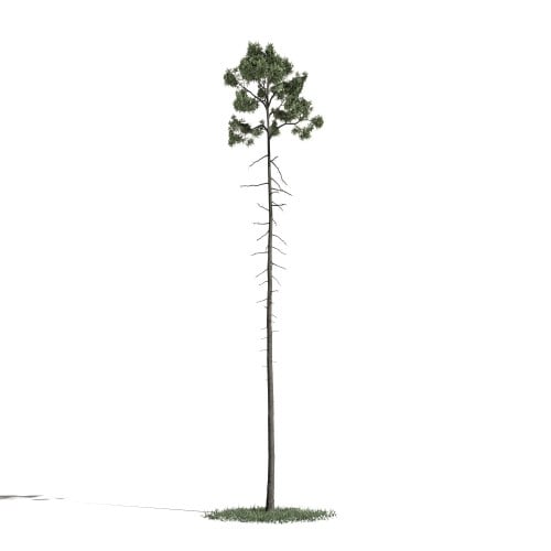 Tree 43 AM1 for Blender Archmodels