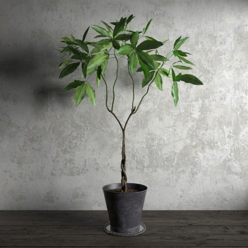 plant 25 AM173 Archmodels