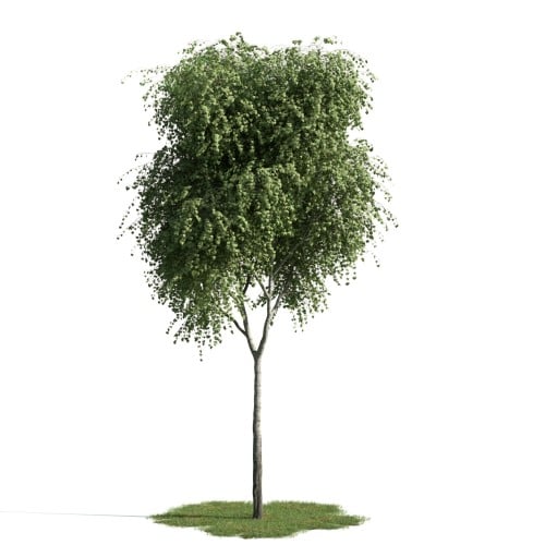 tree 18 AM163 Archmodels