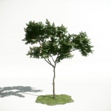 Tree 6 AM1 for CryEngine Archmodels