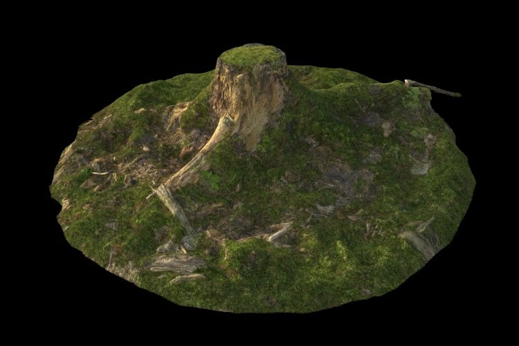 35 forest element