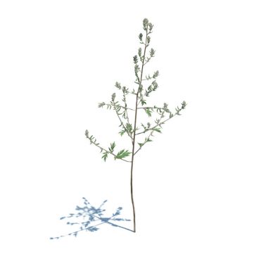 Artemisia Vulgaris 40 AM124 Archmodels