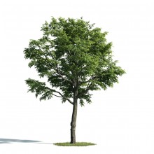 Tree 49 AM171 Archmodels