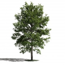 Tree 51 AM1 for Blender Archmodels