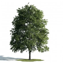 Tree 32 AM171 Archmodels