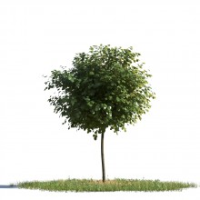 tree 83 AMC1
