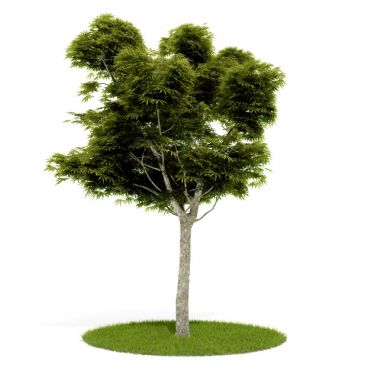 Plant 2 AM52 for Cinema4D Archmodels
