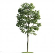Tree 48 AM176 Archmodels
