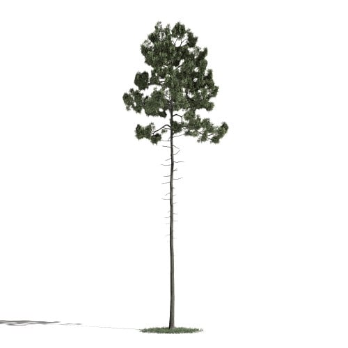 Tree 36 AM1 for Blender Archmodels