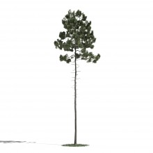 Tree 36 AM1 for Blender Archmodels