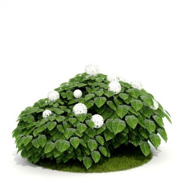 Plant 16 AM52 for Cinema4D Archmodels