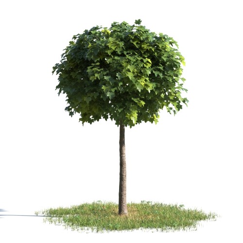 tree 93 AMC1