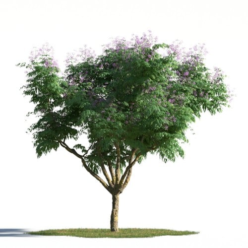 tree 20 AMC1