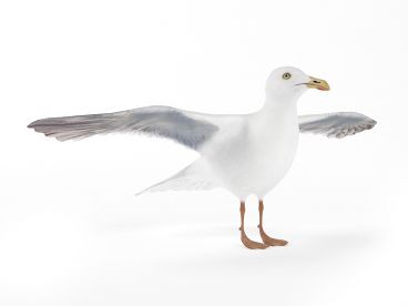 seagull 15 AM83 Archmodels