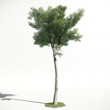 Tree 48 AM1 for CryEngine Archmodels