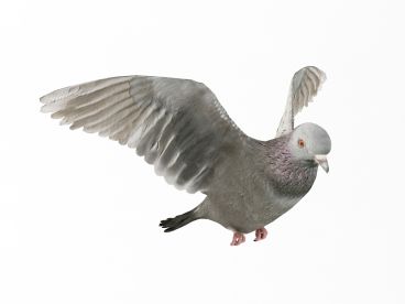 pigeon 13 AM83 Archmodels