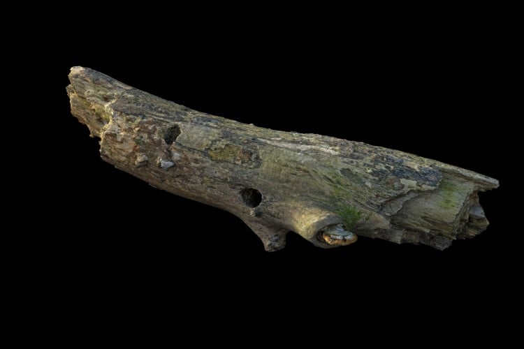 1 forest element