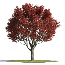 tree 27 AMC1