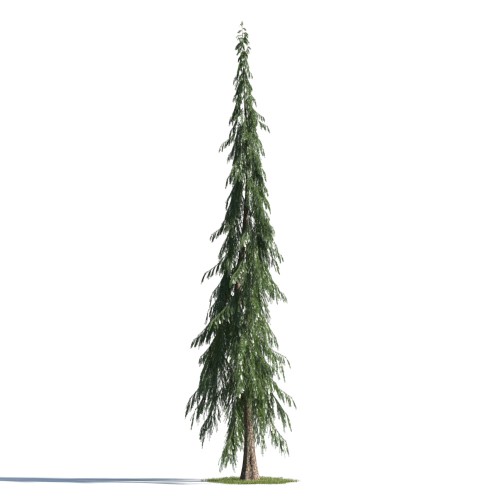 tree 71 AMC1