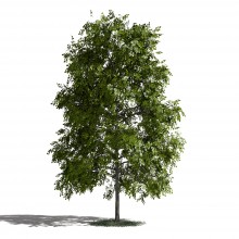 Tree 32 AM1 for Blender Archmodels