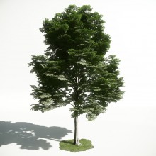 Tree 13 AM1 for CryEngine Archmodels