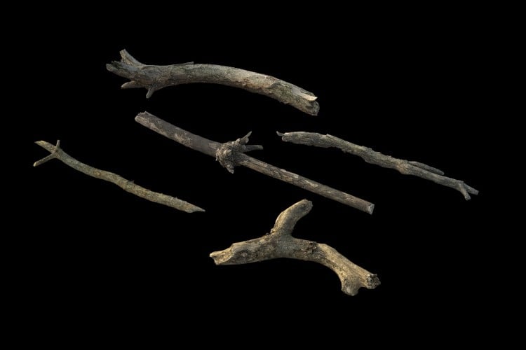 50 forest element