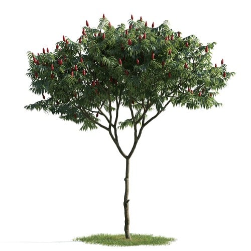 tree 5 AM163 Archmodels